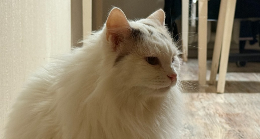 Не 30 минут и не 40: вот сколько времени нужно играть с кошкой каждый день - запомните раз и навсегда