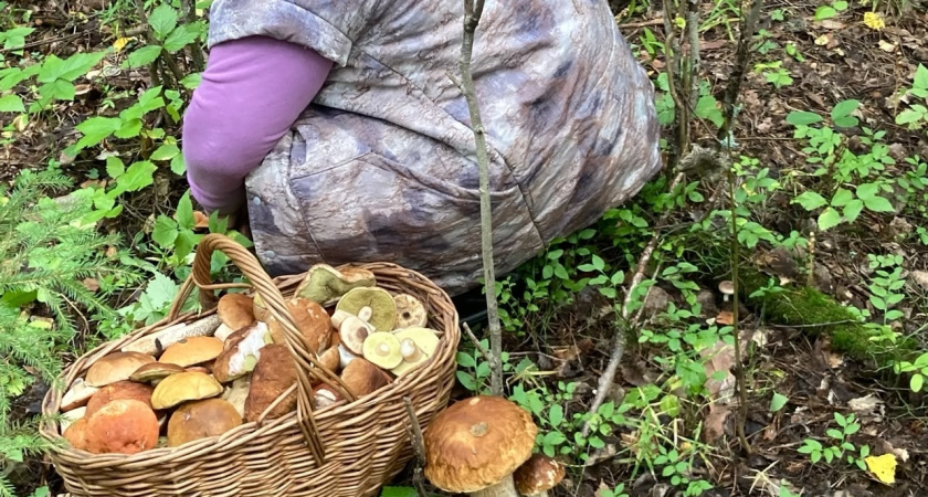 У нас в лесу завёлся необычный гриб: во Франции считается одним из самых дорогих и вкусных