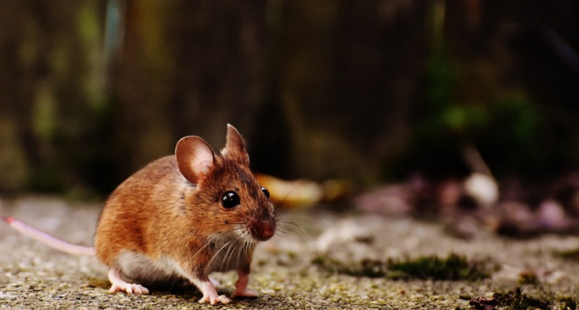 Перед зимой всегда насыпаю это на даче - и сплю спокойно. Грызуны даже носа не суют