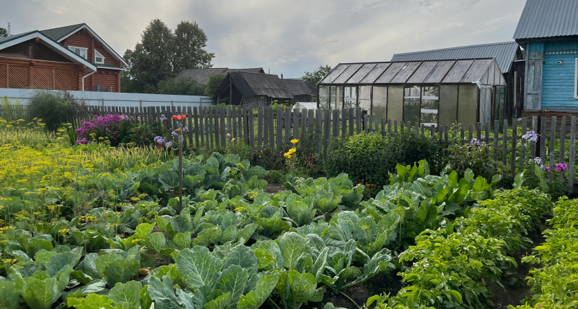 Не нужна никакая химия - деревенский способ подкормки, после которого грядки оживают на глазах: это еще и бесплатно
