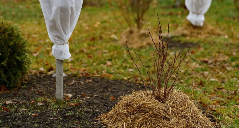 Делаю именно так в ноябре, чтобы кусты не промёрзли до корня — приёмы, которые работают даже в самые лютые морозы