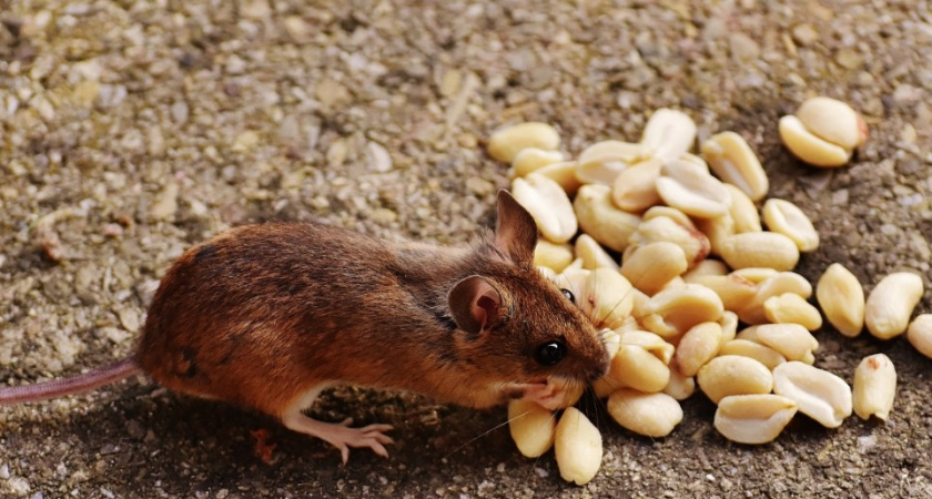 Избавилась от мышей в доме раз и навсегда - придумала стратегию. Теперь грызуны в мою сторону даже не смотрят 