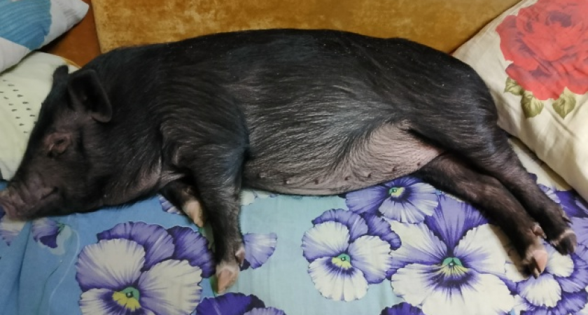 Чепецкому владельцу вислобрюхой свиньи Розалии выдали предостережение о нарушение ветеринарных правил 