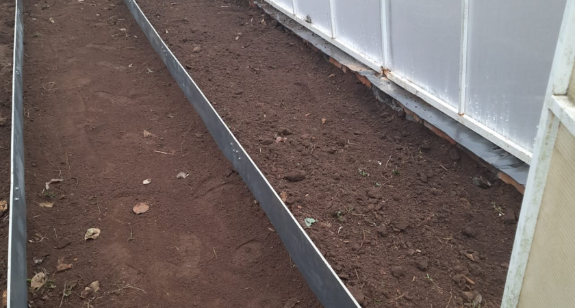 В ноябре лью в теплицу средство из СССР — и забываю о проблемах на год