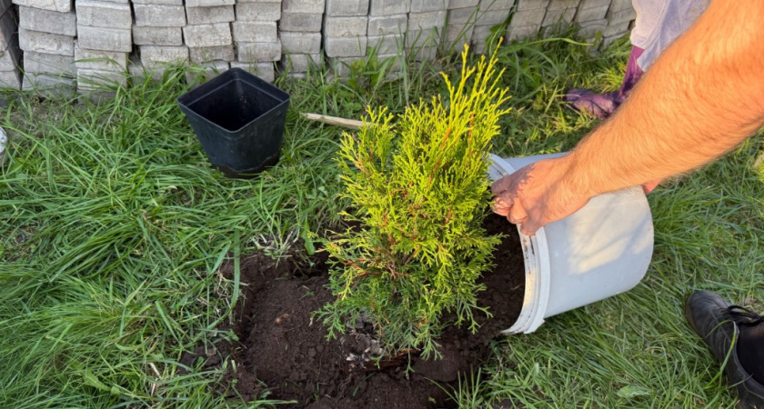 Что посадить около дачного туалета, если устали от его чистки: 8 растений-осушителей