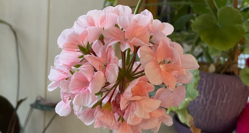 Обрил герань "под ноль" в ноябре — жена кричала на весь дом, а весной ахнула: куст превратился в «Цветущий шар»