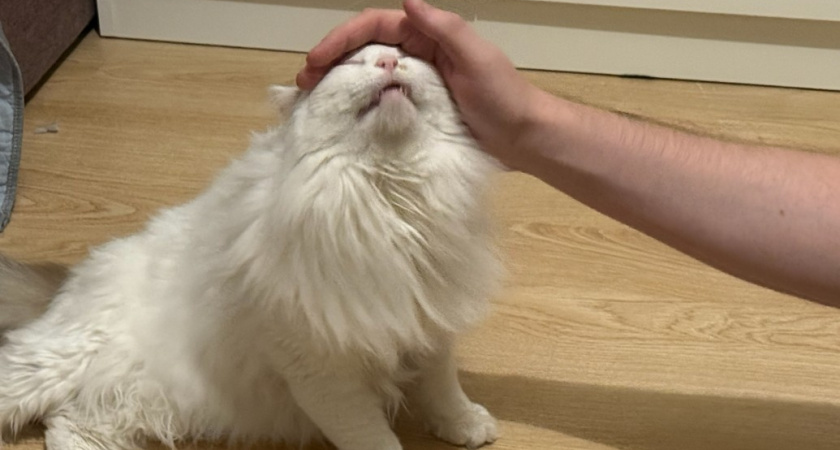 Почему очень важно гладить кошке голову - запомните раз и навсегда