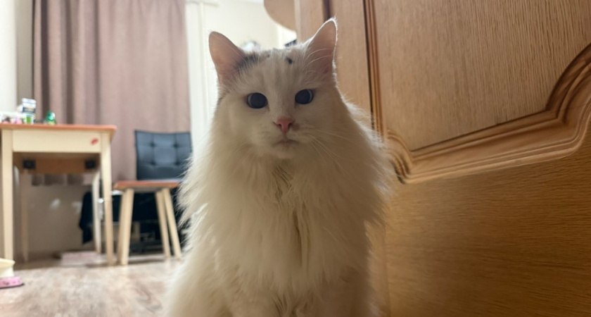 Почему кошки не всегда отзываются на зов хозяина - запомните раз и на всю жизнь