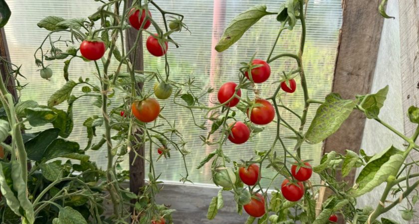 Эти 9 томатов не боятся фитофторы - идеальны для открытого грунта. Чудо, а не сорта 