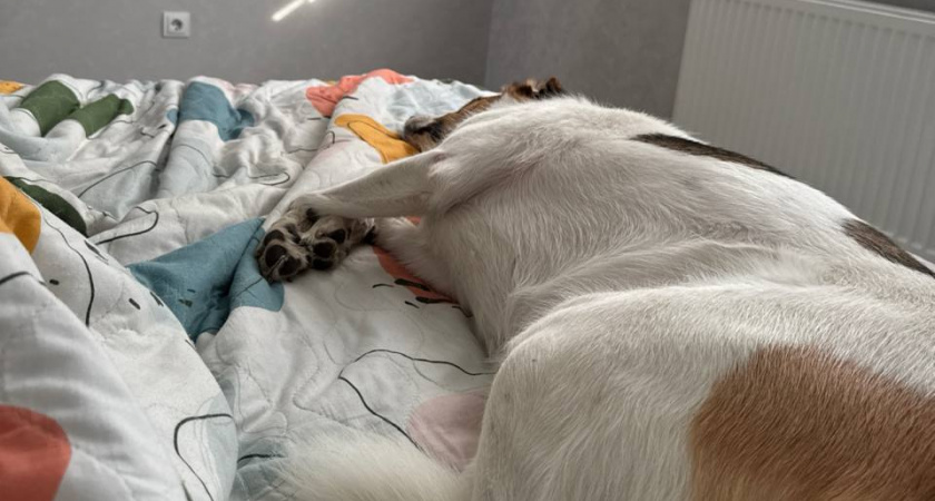 Можно ли спать с собакой в одной кровати? Мнение специалиста из Великобритании