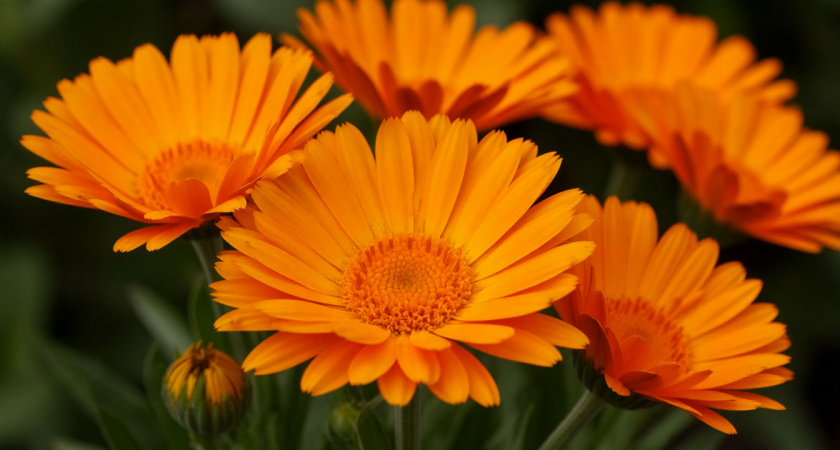 Очаровательная календула: декоративное украшение сада и ценный природный ресурс