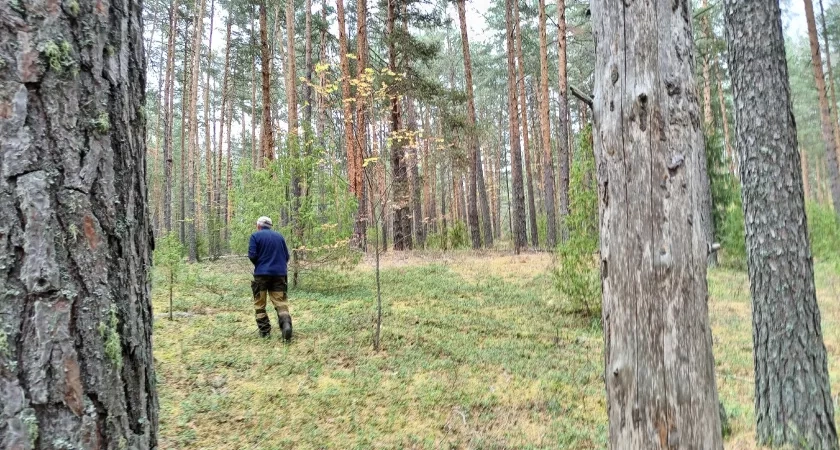 Нарушения при посеве 844 тонн зерновых культур обнаружены в Кировской области