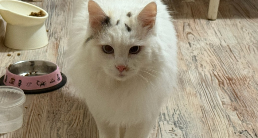 Почему кошки лижут лапы после еды - запомните раз и на всю жизнь