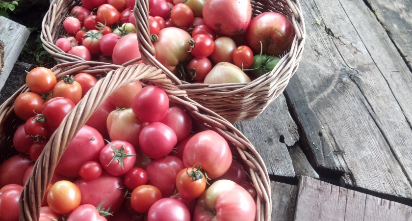 Вы просто обязаны посадить этот сорт томатов в 2026 году: урожай ведрами будете собирать - не боится заморозков