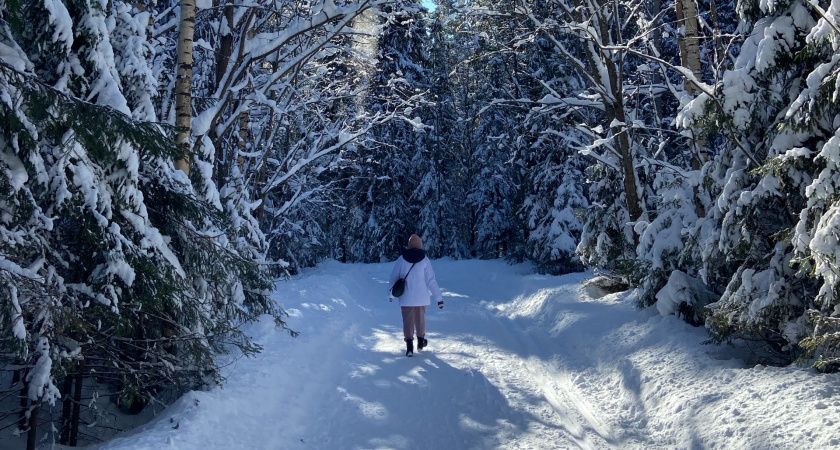 В Кировской области улучшат состояние лесов с помощью санитарных рубок