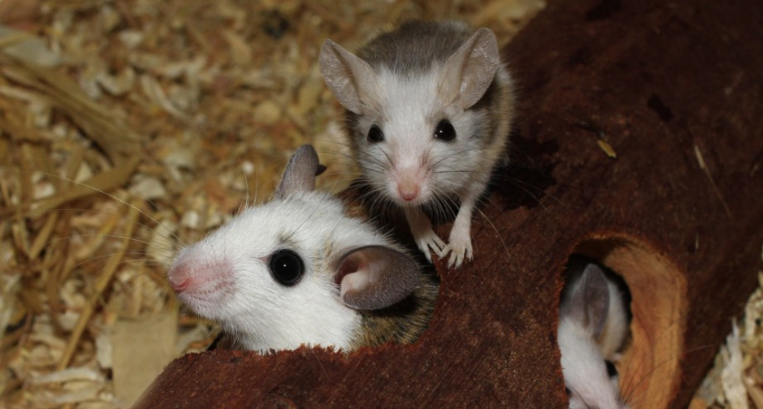 Заводить кота не надо: 5 действий - и мыши на даче носа не покажут. Метод реально работает