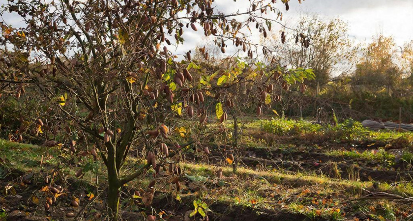 Перестал ждать урожай от лесного ореха 8 лет назад. Исправил 5 ошибок — нынче собрал 8 кг