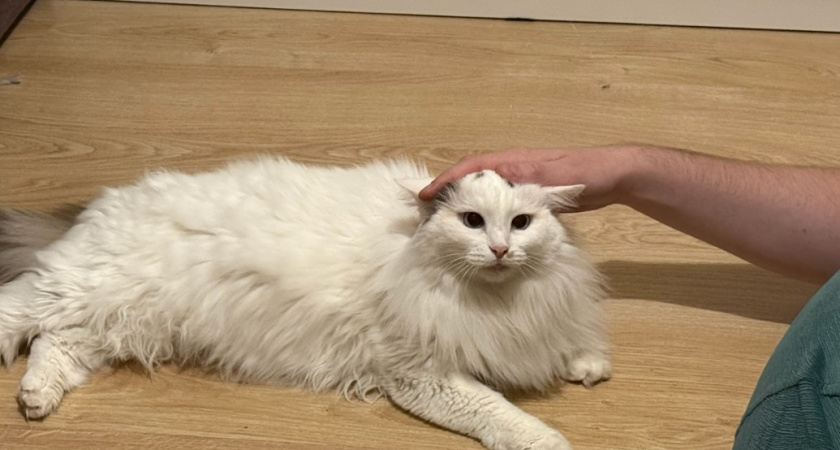 Почему нельзя перешагивать через лежащую кошку - не суеверие, а факт. Полезно знать каждому 