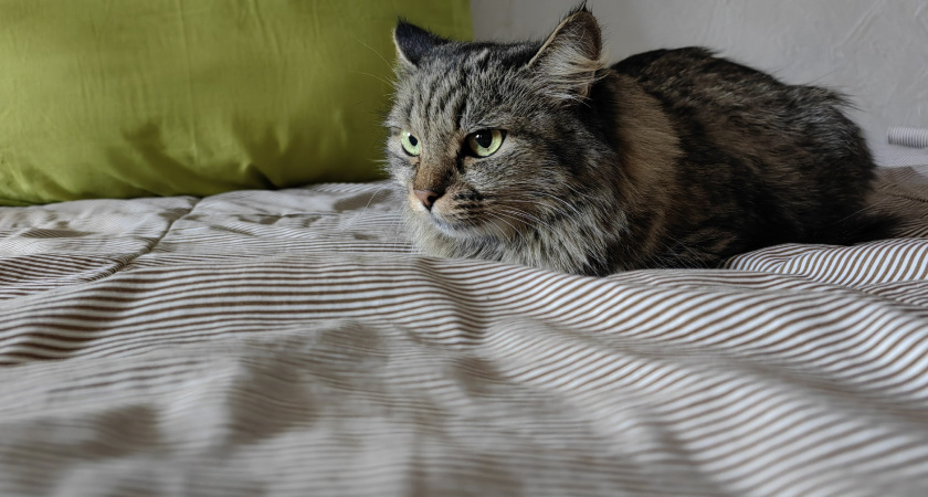  Чувствуют ли кошки хороших и плохих людей?