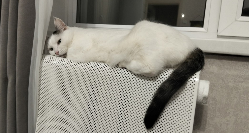 Кошка никогда не простит вам эти 6 вещей. Запомните их раз и навсегда