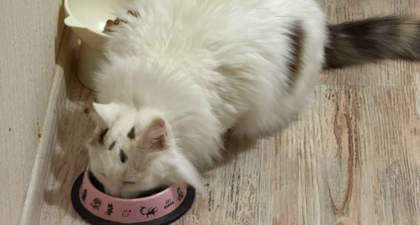 Какие напитки можно давать кошке, если она отказывается от воды: 3 лучших альтернативы