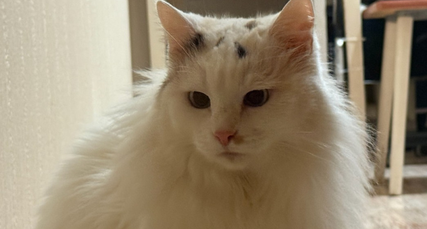 3 звука, на которые любая кошка всегда прибежит. Должен знать каждый владелец