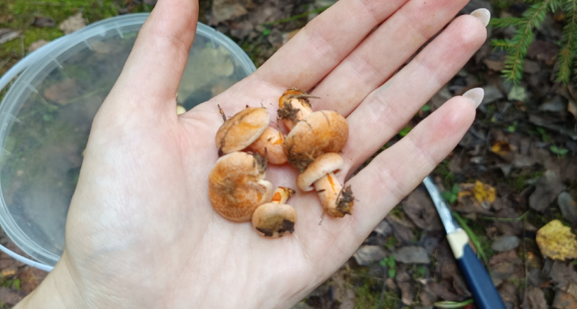 Опытный грибник показал, какие 52 вида грибов можно найти в обычном лесу
