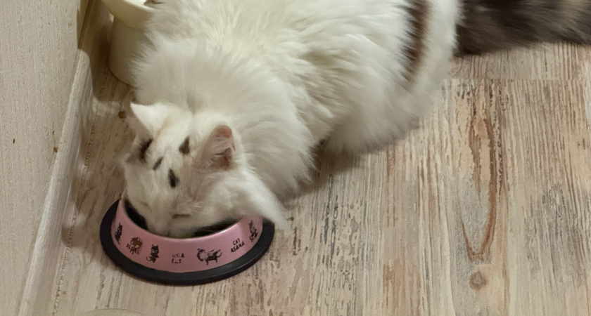 Можно ли размачивать сухой корм для кошек: эксперты говорят – да, и вот почему