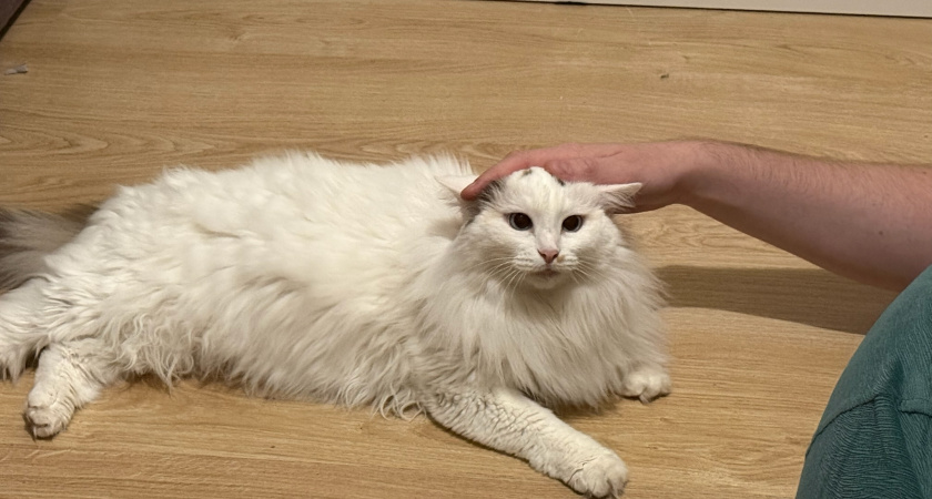 Сколько лет могут прожить кошки при благоприятных домашних условиях?