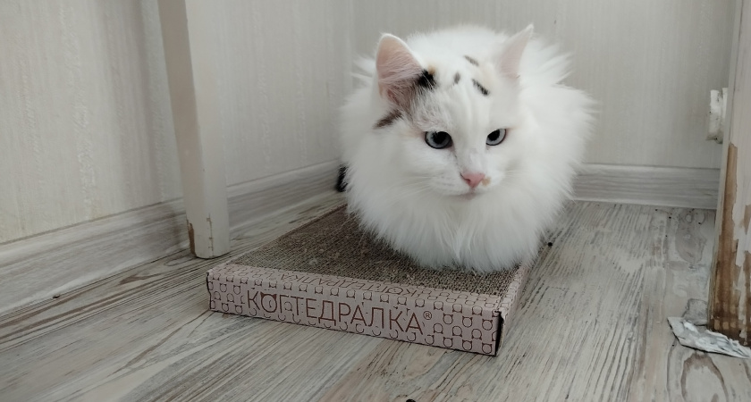 Почему надо радоваться, если кошка при виде вас бежит точить когти