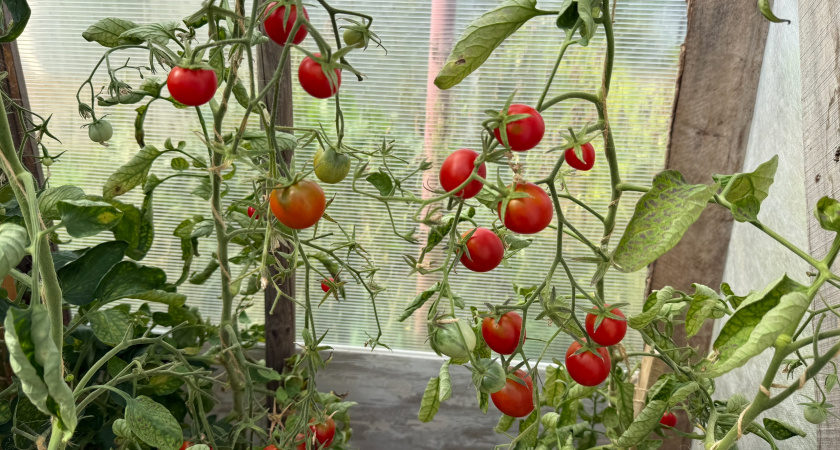 Только эти сорта посажу в 2026 году: томаты-работяги, плодоносят огромными гроздьями, не болеют, собираю по 100 кг с куста