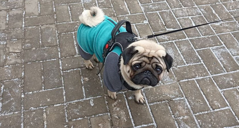 Эти фрукты можно давать собакам без вреда - должен знать каждый хозяин