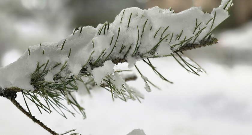 В начале декабря огородники делятся открытием: смесь золы и горчичного жмыха делает почву идеальной к весне