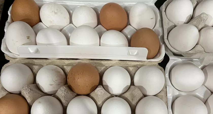 Сосед 3 года копил яичную скорлупу мешками. Смеялись все соседи — пока не увидели его урожай: теперь и я так делаю