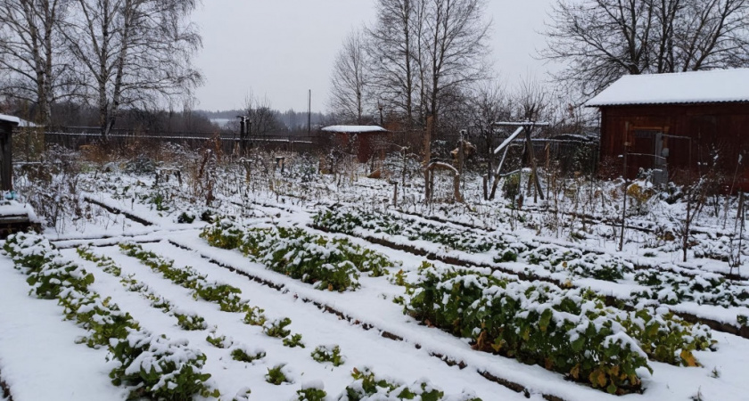 В декабре все хорошие дачники всегда делают эти 3 обязательных дела: новый урожай радует рекордами
