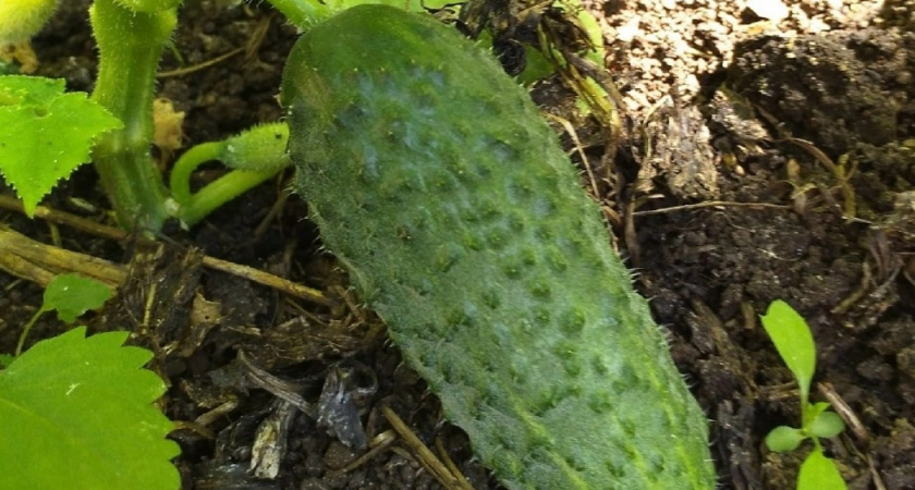 4 лучших гибрида огурчиков - сладкие, хрустящие и не болеют: сама себе завидую от такого урожая