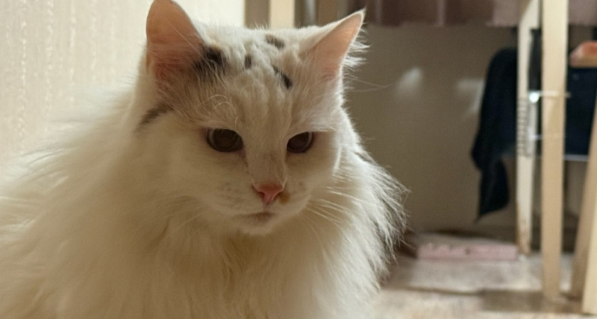 8 звуков, которые издает ваша кошка - вот как ее понять. Обязан знать каждый владелец