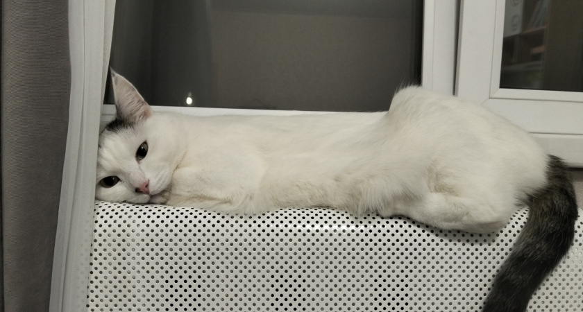 Чувствуют ли кошки хороших и плохих людей?