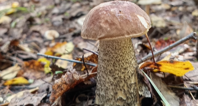 Незнакомый гриб, который меня восхитил в прошедшем сезоне. Что я про него узнала