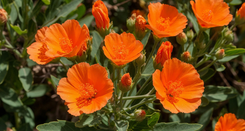 12 очаровательных цветов, которые сеют без рассады: украсят любую дачу и сад