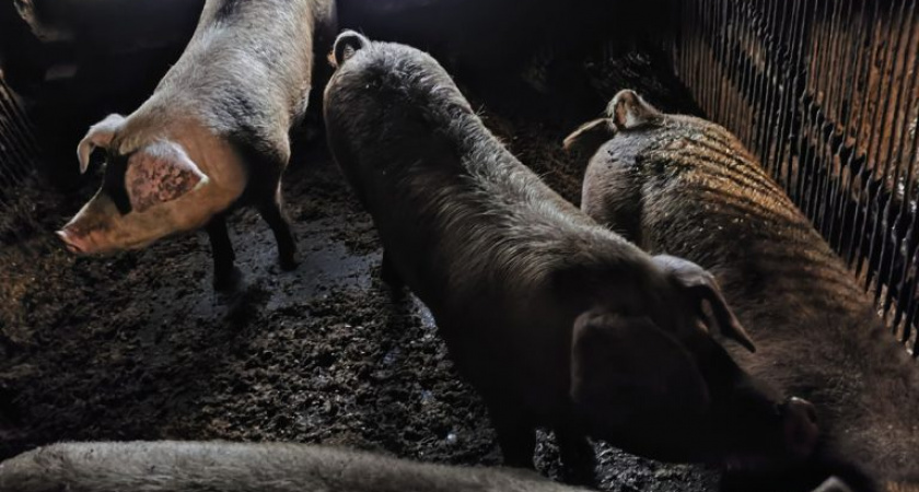 В Кирово-Чепецком районе житель не устранил ветеринарные нарушения