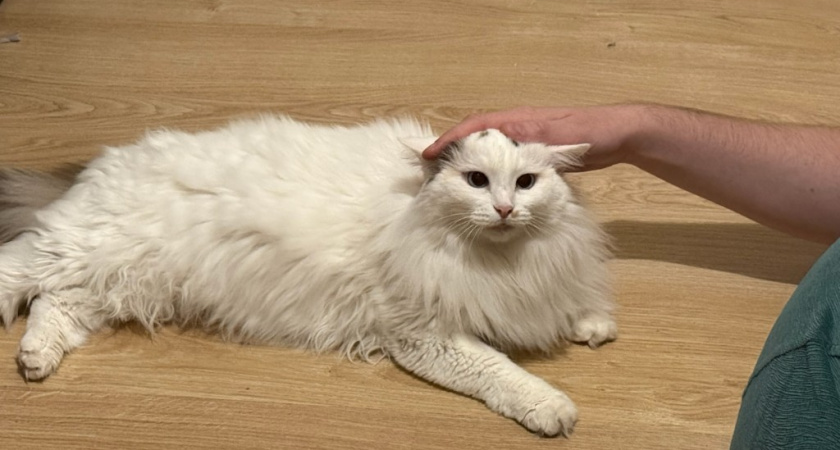 Почему нельзя наказывать кошку - запомните раз и на всю жизнь