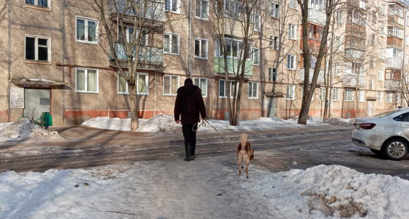 Кого собака считает своим "родителем"? Об этом должен знать каждый владелец питомца 