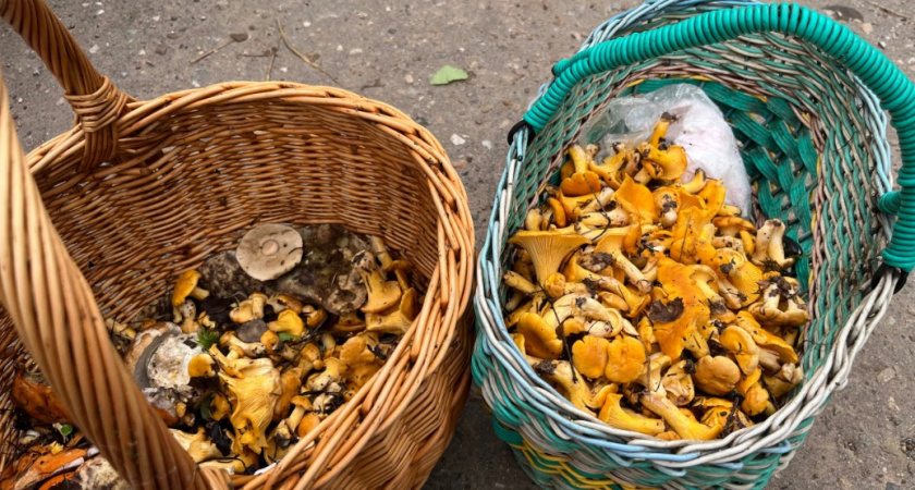 У нас мимо проходят, а в Китае продают за миллионы: почему азиаты тонными вывозят грузди из Сибири?