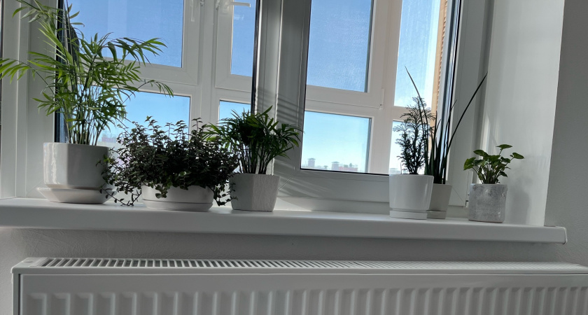 Избавляюсь от этих 5 капризных растений: вот их идеальная замена, которая будет жить у кого угодно