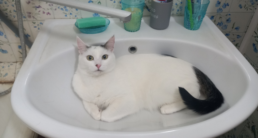 Почему кошка сопровождает человека в ванную и в туалет