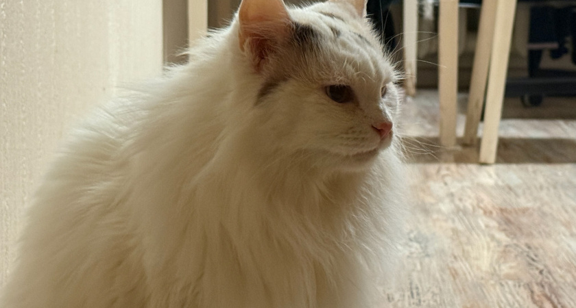 На это способен только умный кот: 9 фактов о кошачьем интеллекте и смекалке - проверьте своего питомца