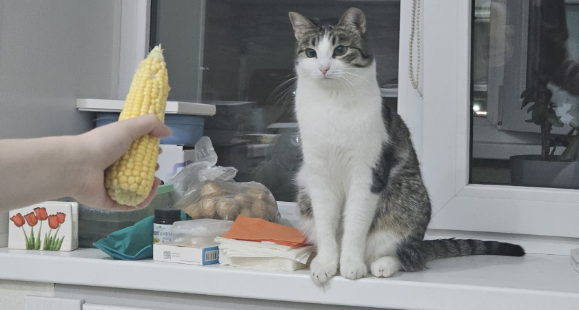 Сколько лет могут прожить кошки при благоприятных домашних условиях?