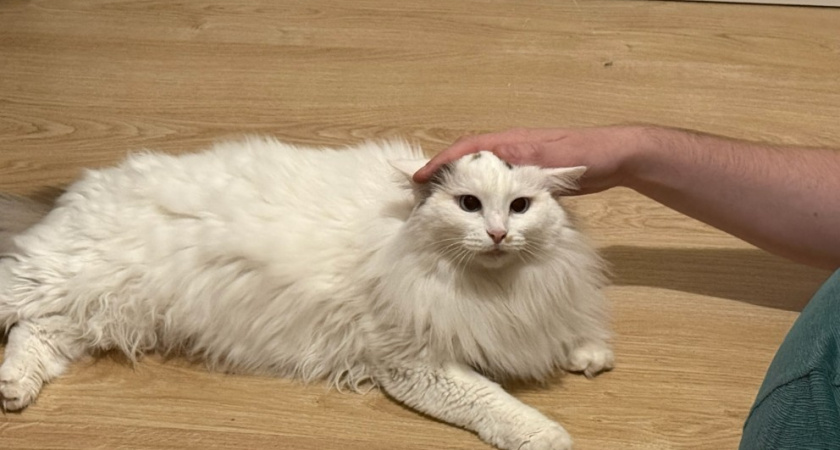 Почему кошки носятся делают "тыг-дык" по квартире: 6 причин, о которых должен знать каждый хозяин