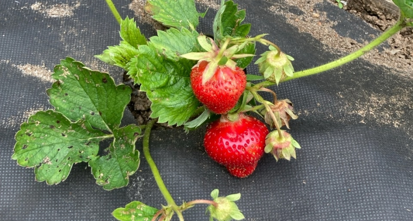 Финское клубничное «рабство»: как я решилась поехать на сбор клубники в Европу. Отзыв туриста